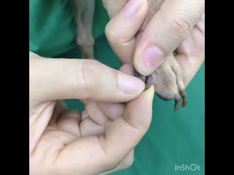 Video: Cắt tỉa móng chó của bạn