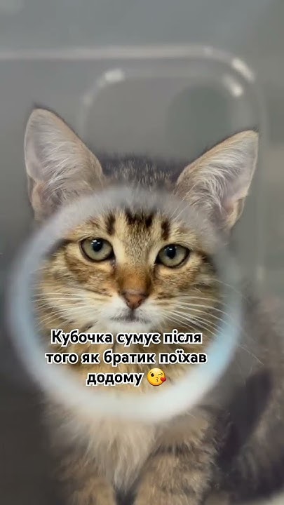 #cat #котик #котки - YouTube