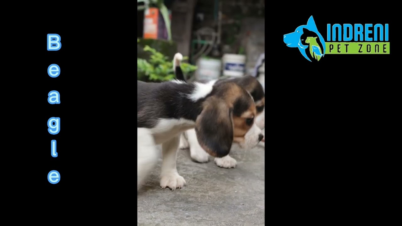 Beagle puppy  In Kathmandu, Nepal🇳🇵