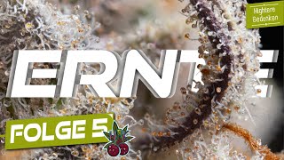 Die Ernte des MicroGrowBattles! - Wer hat die beste Pflanze? Das große MicroGrowBattle [S01/E05]