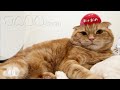 【たろちゃん#４６】2026年も良い年になりますように【猫】