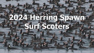 Surf Scoter Herring Spawn Feed