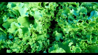 Loose leaf lettuce packing app by farmsoft screenshot 1