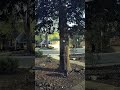 Raccoons at the big tree doing raccoon things #raccoon