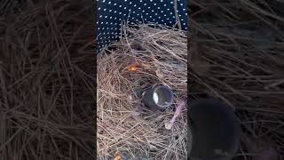 How we get rid of our pine needles!