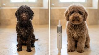 Lagotto Romagnolo Dyson of Dog Blow Dryers