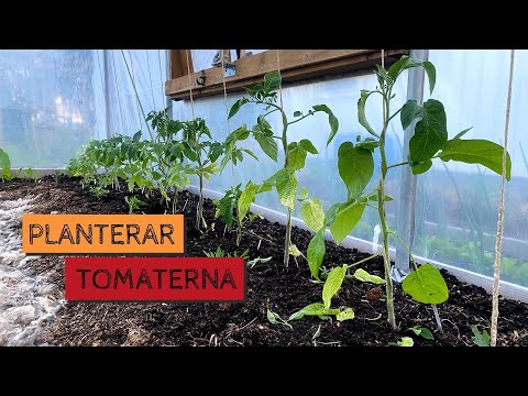 Video: Hur man planterar och odlar en bandana