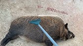 大の仲良し イノシシと犬 14年9月15日放送 Youtube 大の仲良し イノシシと犬 14年9月15日放送 Youtube