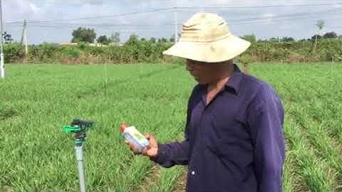 Đã tìm ra thuốc trị dòi đục lá hẹ nhanh, gọn, lẹ (sâu vẽ bùa).