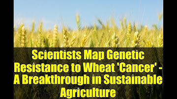 Scientists Map Genetic Resistance to Wheat 