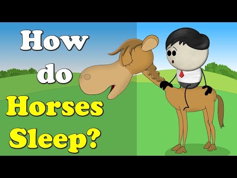 How do Horses Sleep? + more videos | #aumsum #kids #science #education #children