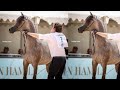 EKS FARAJJ ARABIAN HORSES CHAMPION خيل عربي اصيل بطولة العالم  لجمال الخيل العربي بطل المهور