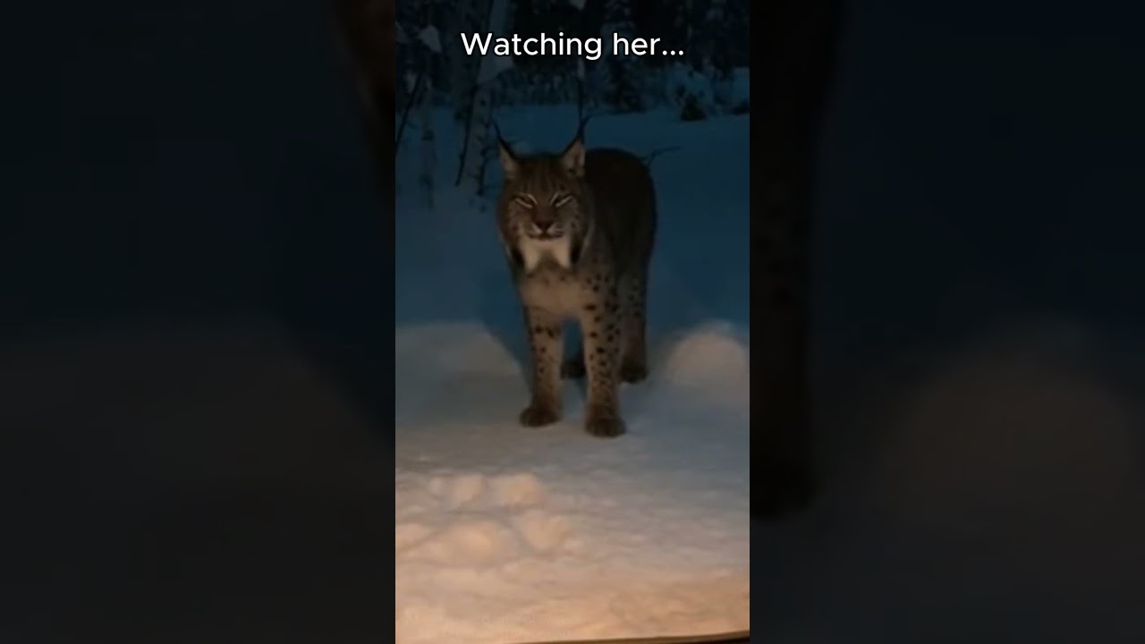 This mother fox came to my tent with her child... I didn’t know we were being hunted 😱🦊
