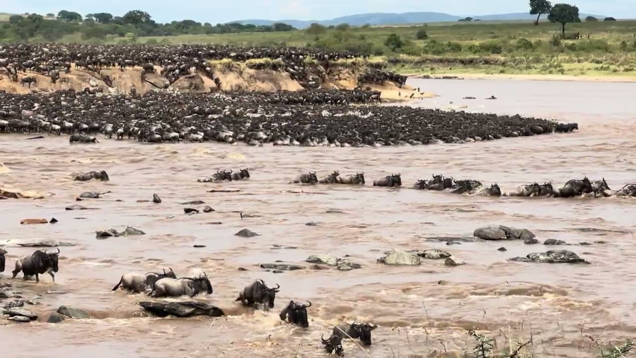 Massive Mara River crossing, August 2025 WOW
