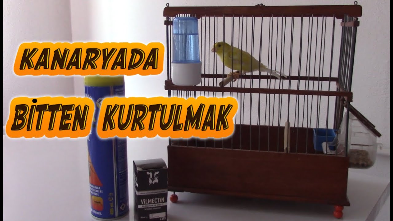 Yeni Aldığım Kanaryada Biti Nasıl Sıfırladım ?