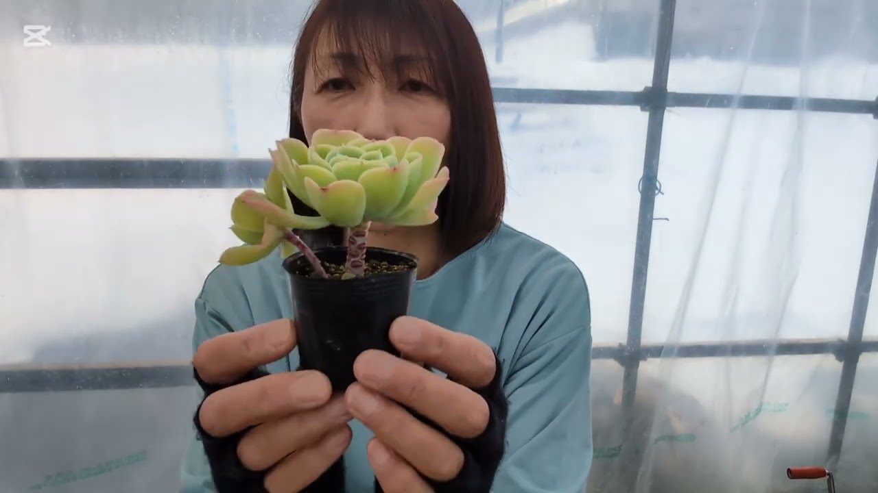 【多肉植物】レモンローズ仕立て直します🍋青森県で多肉植物を生産しているとみたん農園です