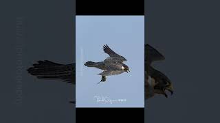 Peregrine Falcon Aka Maxine With A Prey