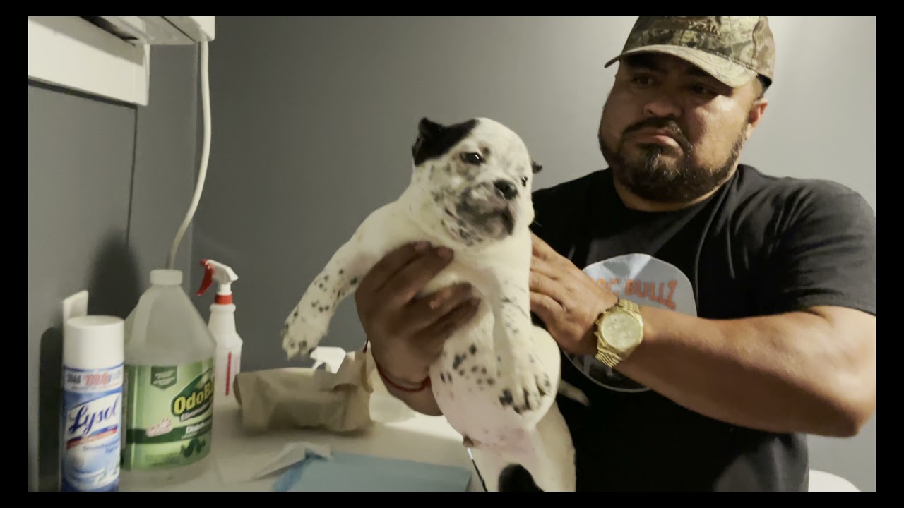 Exotic Bully Puppies For Sale!