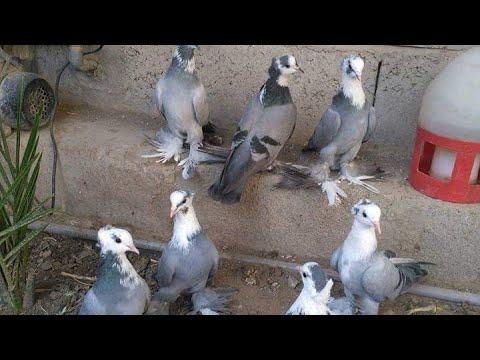 فنان راغب علامة رح طير حمام