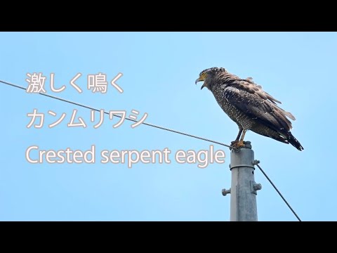 【激しく鳴く】カンムリワシ Crested serpent eagle