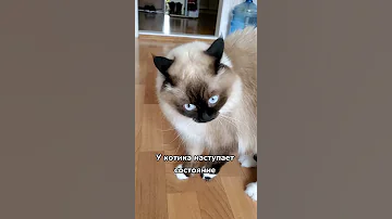 Почему кошка бегает по квартире после похода в туалет 😄