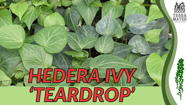 HEDERA IVY 'TEARDROP' Care Guide and Tips 🌿💧 (Hedera helix 'Teardrop')