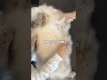 【必殺奥義】ブラッシング嫌々されたらコレ #PR #銀のスプーン #にっぽんselect #猫 #サイベリアン#cat