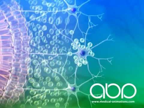 Fetal Brain Development - YouTube