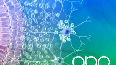 Fetal Brain Development