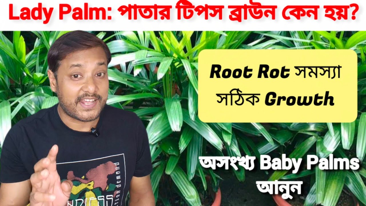 যে কারণে Lady Palm গাছের 4 টি সমস্যা দেখা দেয়/Lady Palm Care tips #Barun