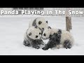 Panda Cubs Playing In The Snow | iPanda