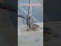 How To Turn A Standard Drill Into A Powerful Nail Extractor