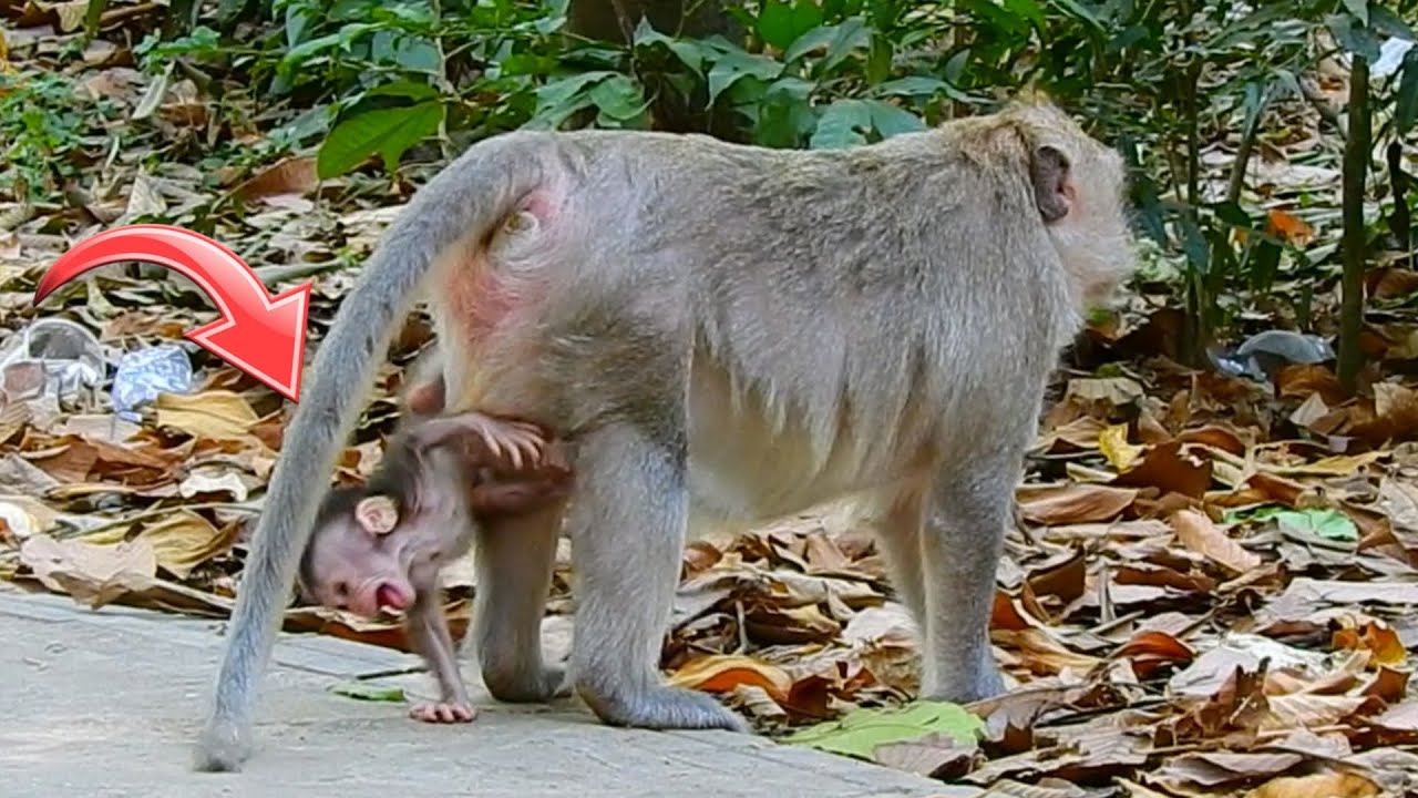Incredible Monkey Mom Starts To Block Milk Her Newborn Baby While He Cries Begs Milk, Mom Still Firm