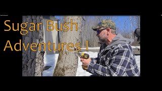 Sugar Bush Adventures I