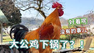 好久没录大公鸡，粉丝们都以为是下锅了！大公鸡：好着呢，没有的事儿！感谢大家这么关心我！【天下一场梦】
