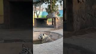 big tigers #animals #hyena #tiger #spottedhyena #cute