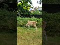 #bambi #fallowdeer #deer #richmondpark #cuteanimals #wildlife #london #londonparks