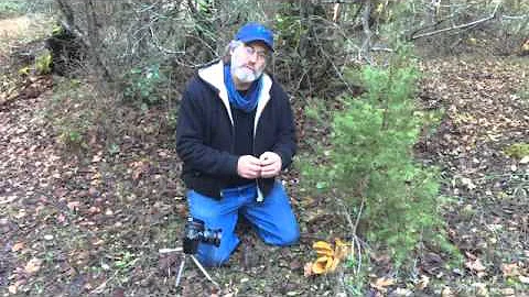 Paul Stamets talks about the poisonous Jack o Lant...