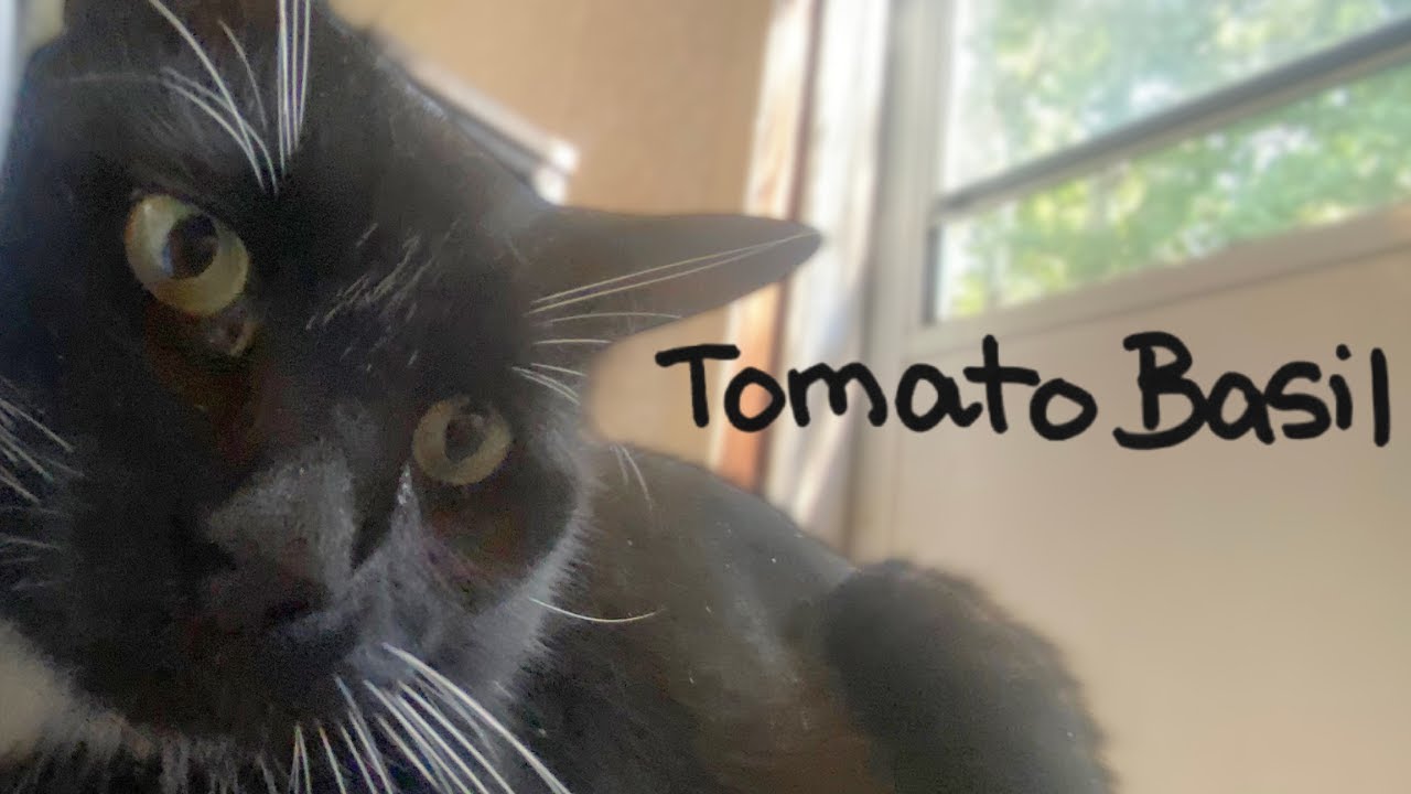 Watch Darryl Saves Lives - Tomato Basil (Official Music Video) on YouTube Watch Darryl Saves Lives - Tomato Basil (Official Music Video) on YouTube