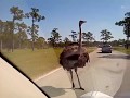 OSTRICH ATTACK!!!!!!!