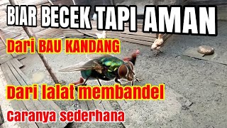 WAJIB TAU!! Inilah 3 Cara Mengatasi Lalat Di Kandang Ayam | Tanpa Insektisida. 