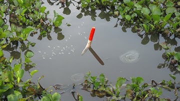 Trúng Mánh Lớn Rồi.... Giật Liên Tục Bầy Cá Rô Phi Quấn Ổ Xì Tim Dưới Đám Lục Bình