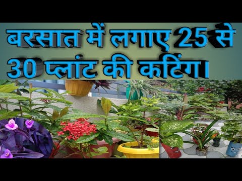 बरसात में लगाए 25 से 30 प्लांट की कटिंग।plants catting in the rainy season.