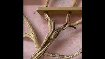 Tree branch floating bookshelf