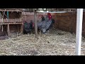 Our Protective Barred Rock Rooster