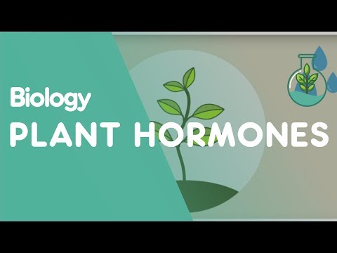 Plant Hormones: Tropisms | Plants | Biology | FuseSchool