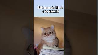 every student can relate #cat #funny #viral #cute #comedy #funny #trending #viral #catlove #pets