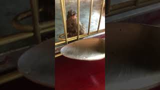 羽と足に障害を持って孵化したハチドリ。飛べません