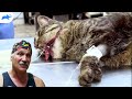 【外科侍ジェフ先生】顔を大怪我した猫の治療｜デンバー動物クリニック | S1 EP6