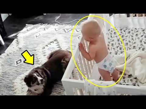 Mutter stellt Kamera ins Zimmer ihres Babys und glaubt nicht, was ihr Hund nachts macht!